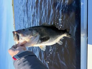 Catch Largemouth Bass with Guide Caden Williamson