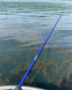 Buffalo NY Fishing Report | April 2024