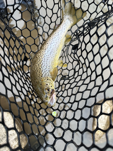 Drifting for Trout on the Scenic Buffalo Lake