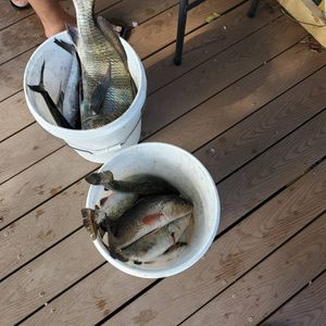 Tarpon Springs Inshore Fishing