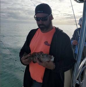 Grouper from Tarpon Springs, FL