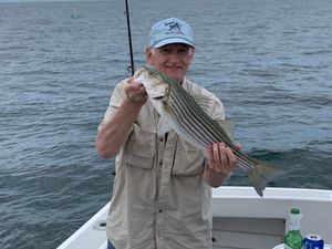 Striped Bass in Massachusetts