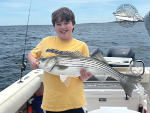 feeding stripers