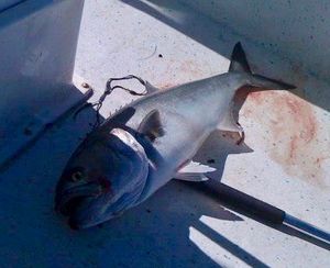 Bluefish in Massachusetts
