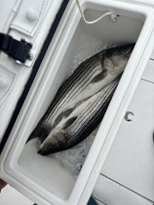 Striper Bonanza: Non-Stop Action in Scituate's Summer Waters
