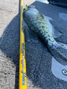 A Memorable Day With Outlaw Crappie Poles’ New Owner
