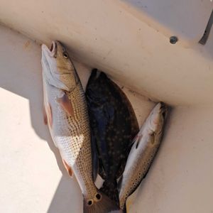 Inshore fishing in Darien Ga 