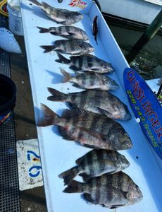 Prime Fall Inshore Sheepshead Bite in Biloxi
