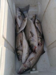 Fishing’s Picking Up After the Flood! 