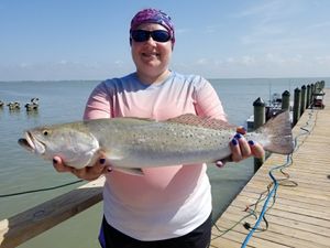 Large Sea Trout  in Rockport, TX
