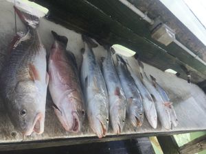 Port Aransas Fishing Guide