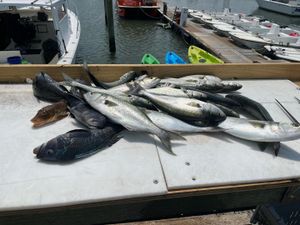 Spring Action Heats Up in Wildwood Waters: Striped Bass, Fluke & More on the Move