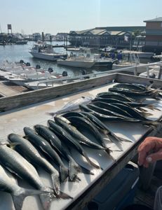 Phenomenal trolling action