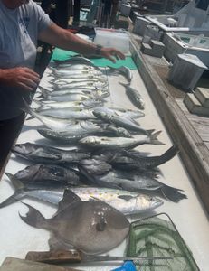 6hr trip trolling/bottom fishing