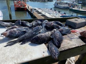 New Jersey Fishing Report