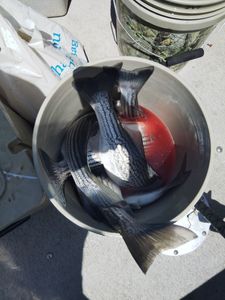 Open Striper Fishing Spots – Saturday, May 10