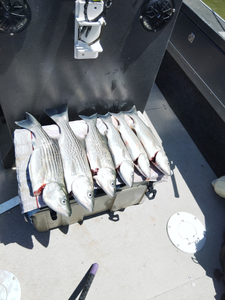 California Fishing Report