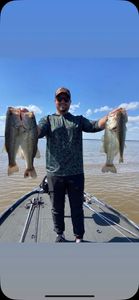 Peak Season for Largemouth Bass Numbers