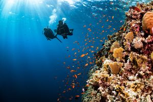 Referral Dives 