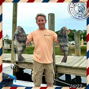 When the Bite Steals the Spotlight