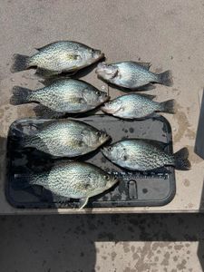Seasonal Fishing Guide to Crappie, Striped Bass, and More on Lake Lanier