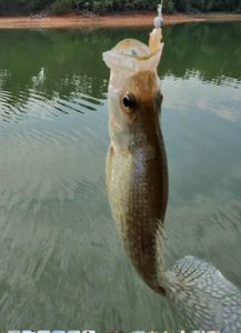 Deep Brush Crappie Bite Is Heating Up On Lake Lanier