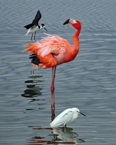 Things To Do In Port Aransas