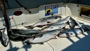 Unstable weather and shifting temperatures haven’t slowed the bite, with bait still around and kings staying active, plus limited June weekday opening