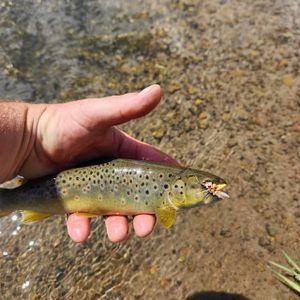 Get Your Valid Utah Fishing License