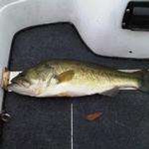 Lake Michigan Bass Fishing