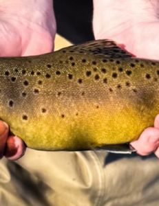 Middle Provo Winter Fly Fishing Report