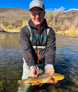 Spring Brown Trout Action on the Fly