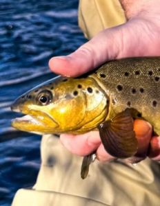Winter Fly Fishing Report