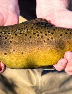 Provo River Fly Fishing Report