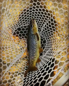 Fall Browns on the Move