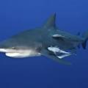 Crystal River Spearfishing: Hammerheads & Bulls on the Hunt