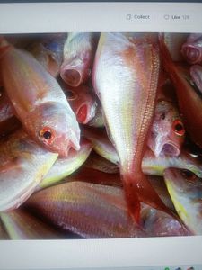 The Thrill of Angling in Coastal Wonders: Thennarasu's Fishing Adventure with Thenna