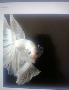 Thenna sss' Thrilling River Fishing Adventure with Thenna DF