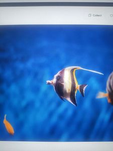 Thrilling Aquatic Adventure with Thenna DF's Fishing Excursion