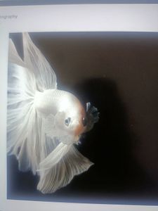 Reel in the Wonders of Cape Cod Bay with Thenna DF's River Fishing Charter