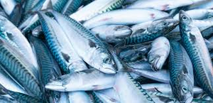 Backcountry Adventure: Fishing the Serene Florida Waterways