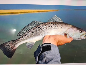 3am Crystal River dive with Soundarya - perfect April conditions