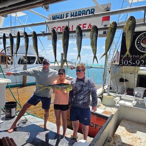 Mahi fishing on the coral sea