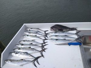 Fishing Charters: Your Ticket to Oceanic Delights