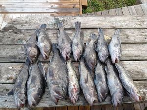 Black Sea Bass in North Carolina, fishing trips