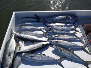 Epic Offshore Fishing in NC