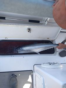 King mackerel caught by the best fishing guide