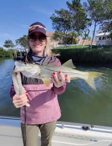 Snook Fishing in Sarasota, FL
