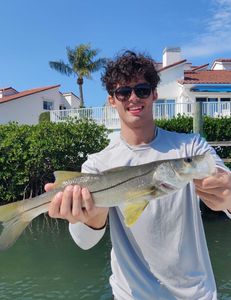 fishing in Sarasota 2023, Today's catch is Snook!