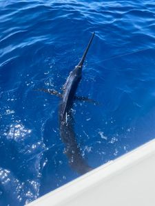 Wrightsville Beach Fishing Report